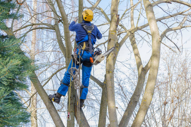 Seasonal Cleanup (Spring/Fall) in Jarrettsville, MD